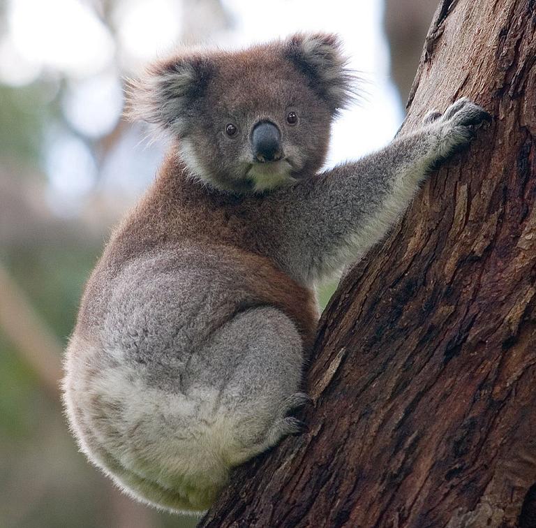 Коала фото